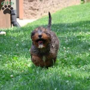 Rocky, Cavapoo Puppy